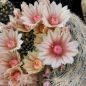 Preview: Mammillaria candida